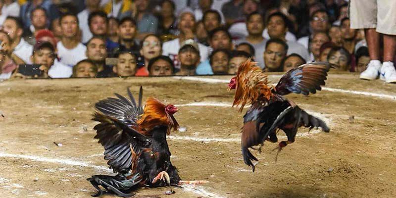 Nhận Biết Gà Linh Kê Chuẩn Từ Kinh Nghiệm Sư Kê Lão Làng