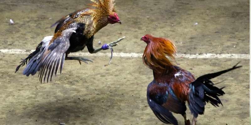 Những Điều Cần Lưu Ý Khi Mua Gà Linh Kê