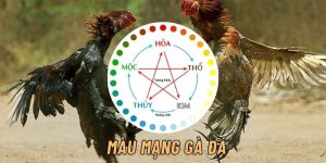 Bảng Màu Mạng Gà Đá Theo Ngày – Cách Xem Chuẩn Nhất