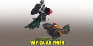 Vảy Án Thiên – Bí Quyết Lựa Chọn Chiến Kê Bất Bại Cho Sư Kê