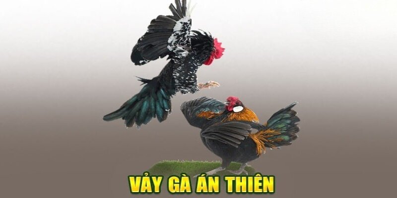 Vảy Án Thiên – Bí Quyết Lựa Chọn Chiến Kê Bất Bại Cho Sư Kê