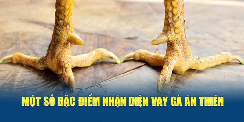 Cách Nhận Biết Vảy Án Thiên Chính Xác